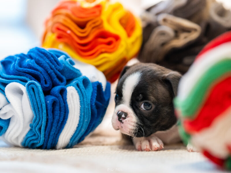 Dedykowane produkty dla Szczeniąt!