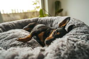 Pluszowe legowisko shaggy dla psa 70cm