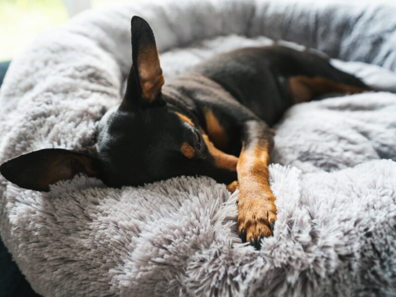 Pluszowe legowisko shaggy dla psa 70cm